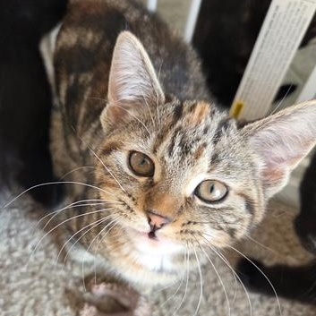 Enlarge Halloween Kittens, a ADOPTABLE Domestic Short Hair in Braintree, MA image 5/6