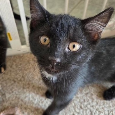 Enlarge Halloween Kittens, a ADOPTABLE Domestic Short Hair in Braintree, MA image 6/6