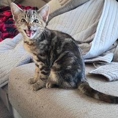 Enlarge Halloween Kittens, a ADOPTABLE Domestic Short Hair in Braintree, MA image 1/6