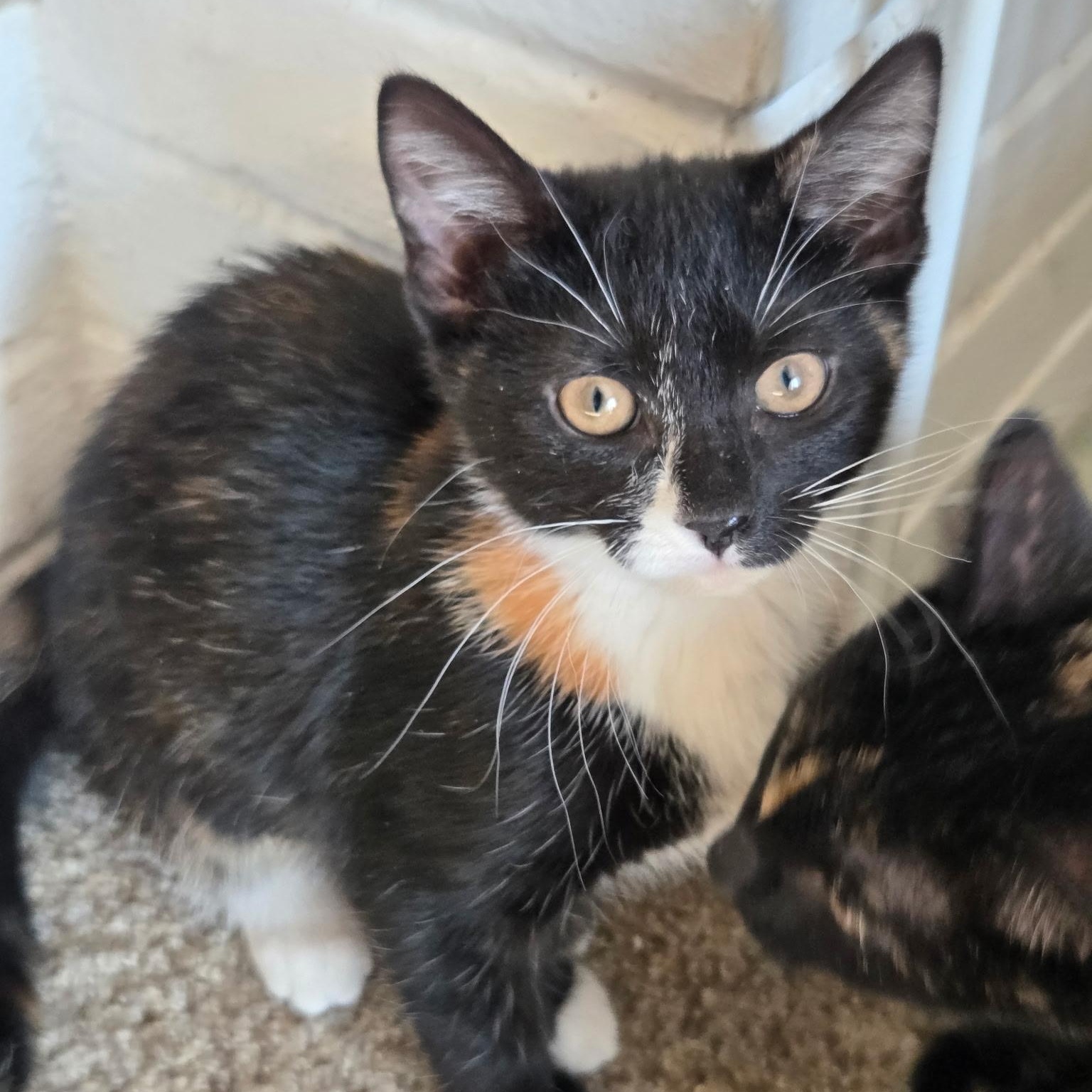 Enlarge Halloween Kittens, a ADOPTABLE Domestic Short Hair in Braintree, MA image 2/6