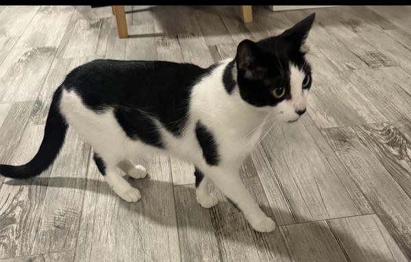 Snow, Adoptable, Adult Female Domestic Short Hair.