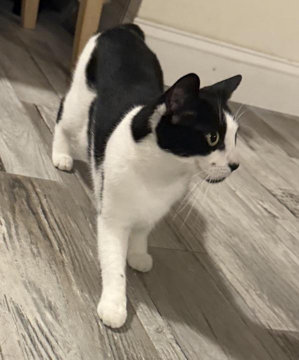 Enlarge Snow, a Adoptable mixed breed in Staten Island, NY image 2/3