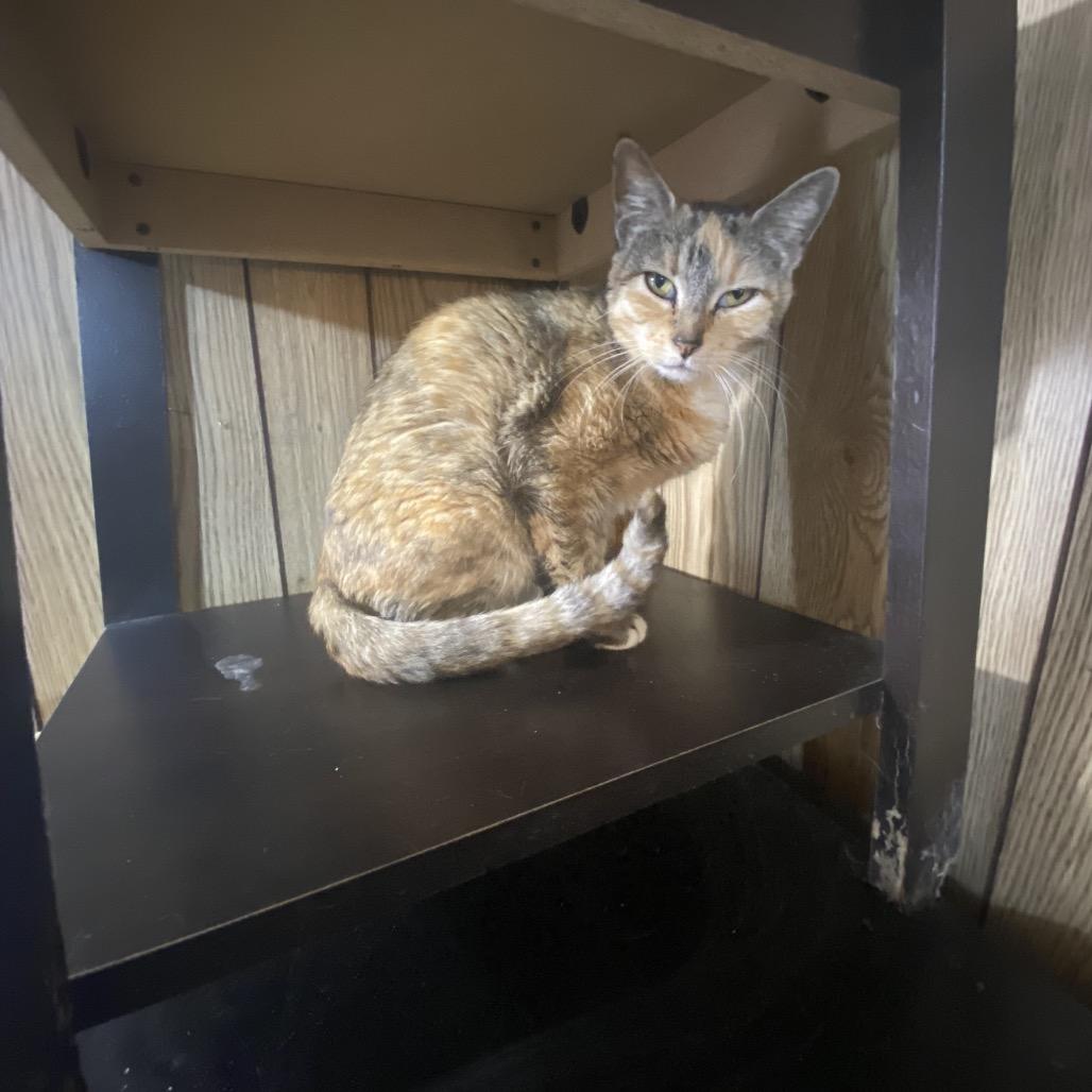 Starla, Adoptable, Adult Female American Shorthair.