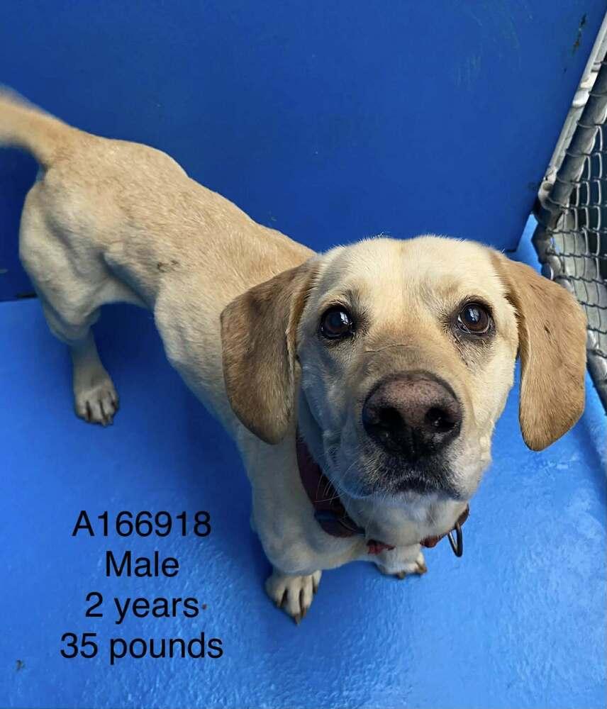 Enlarge Honky Tonk, a Adoptable mixed breed in Calgary, AB image 1/1