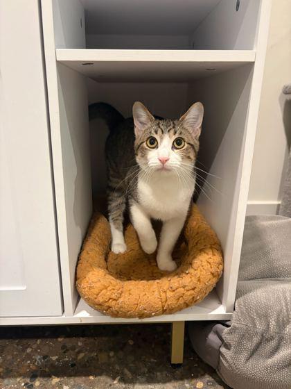 Orchid, Adoptable, Young Female Domestic Short Hair & Domestic Short Hair.