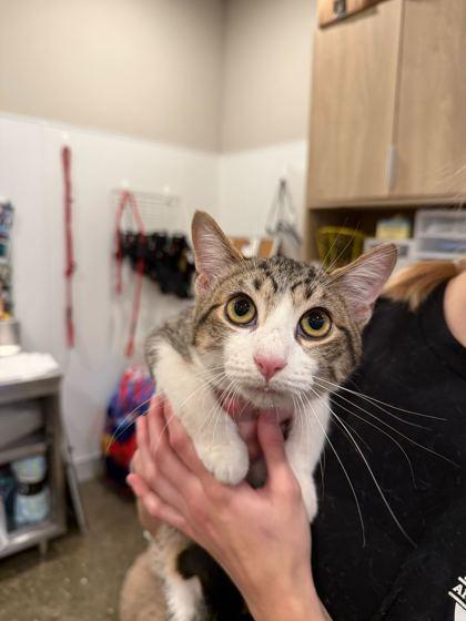 Enlarge Orchid, a Adoptable Domestic Short Hair in Louisville, KY image 2/2