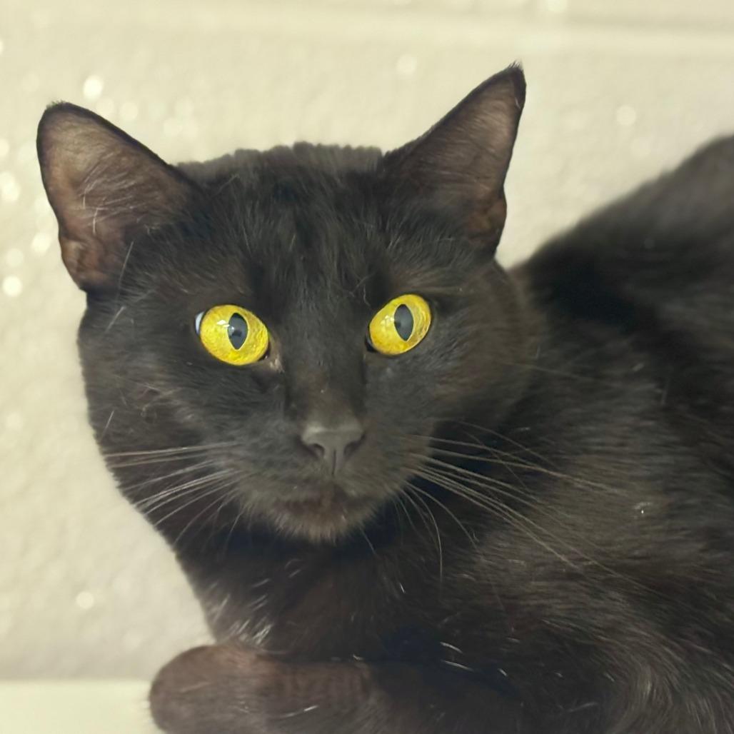 Enlarge Ireland, a Adoptable Domestic Short Hair in Mebane, NC image 1/4