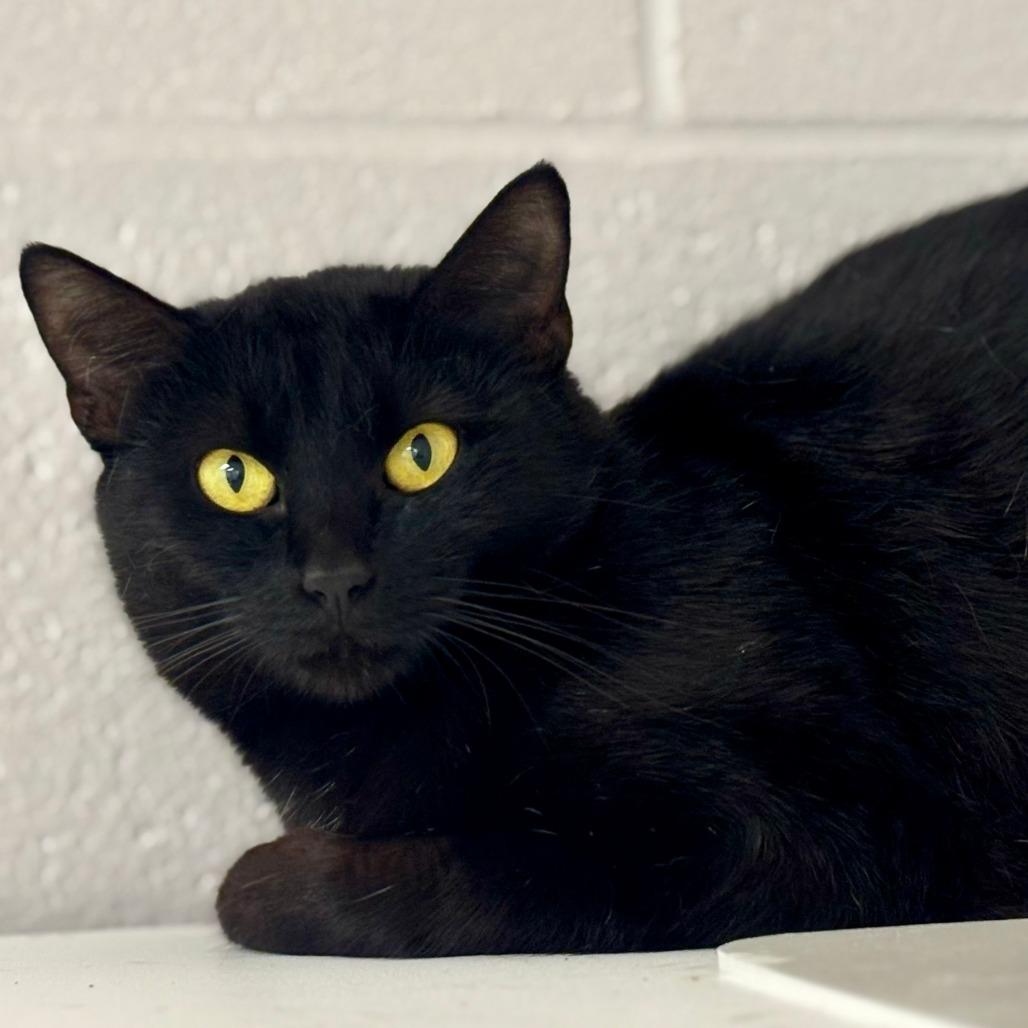 Enlarge Ireland, a Adoptable Domestic Short Hair in Mebane, NC image 2/4