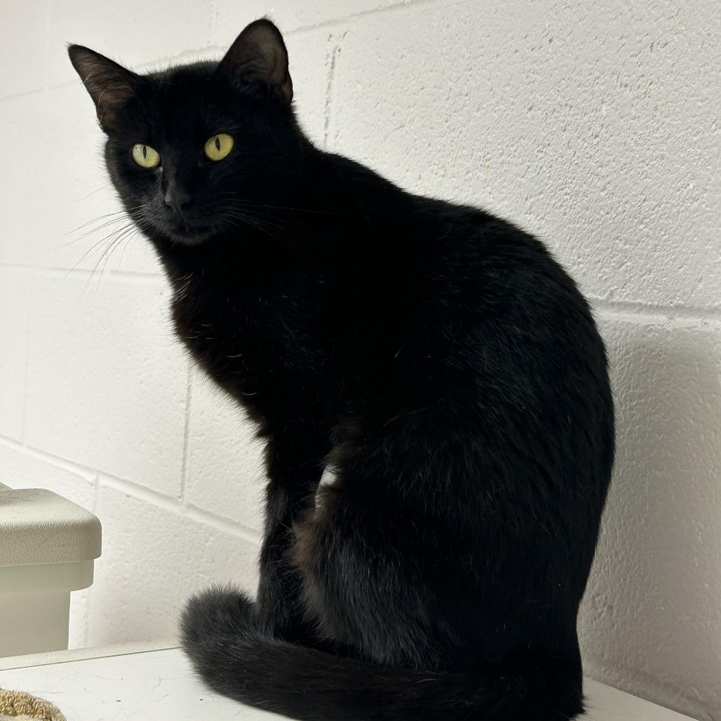 Enlarge Ireland, a Adoptable Domestic Short Hair in Mebane, NC image 3/4
