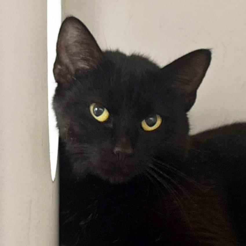 Enlarge Ireland, a Adoptable Domestic Short Hair in Mebane, NC image 4/4