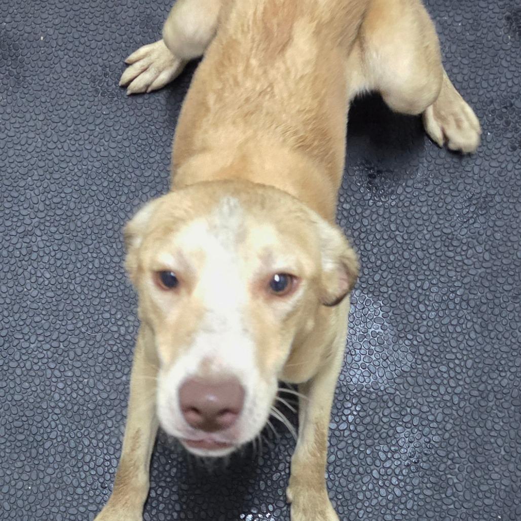 Enlarge Pink, a Adoptable mixed breed in Madisonville, KY image 1/4