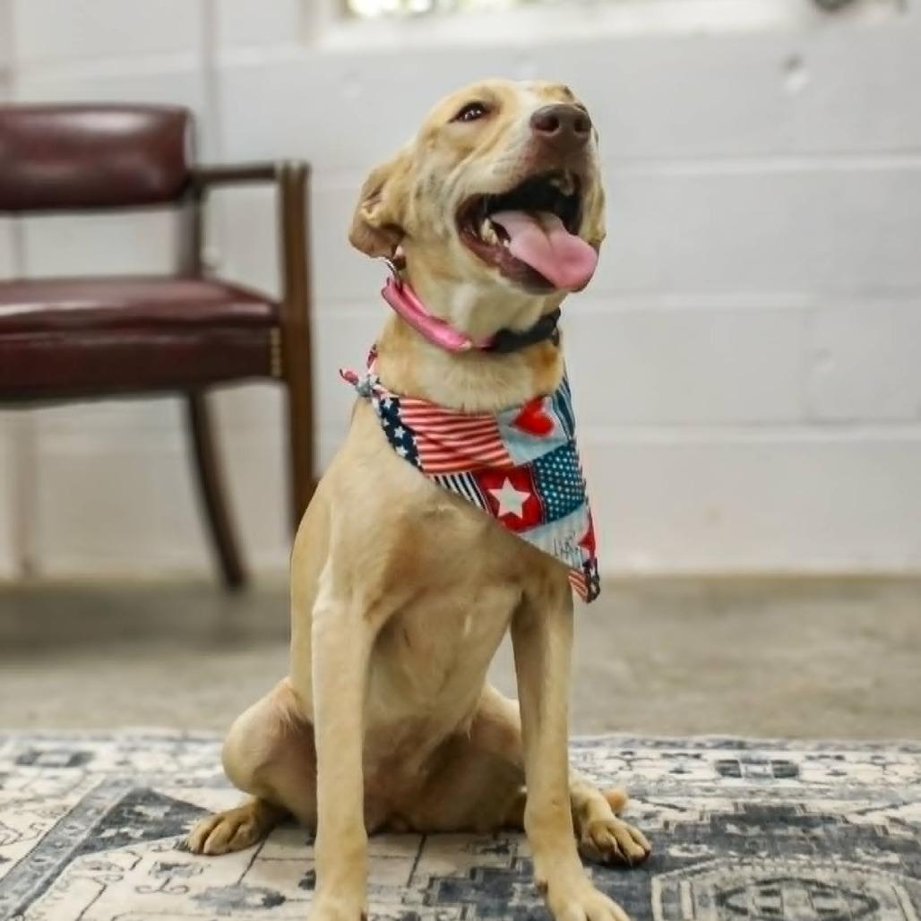 Enlarge Pink, a Adoptable mixed breed in Madisonville, KY image 2/4