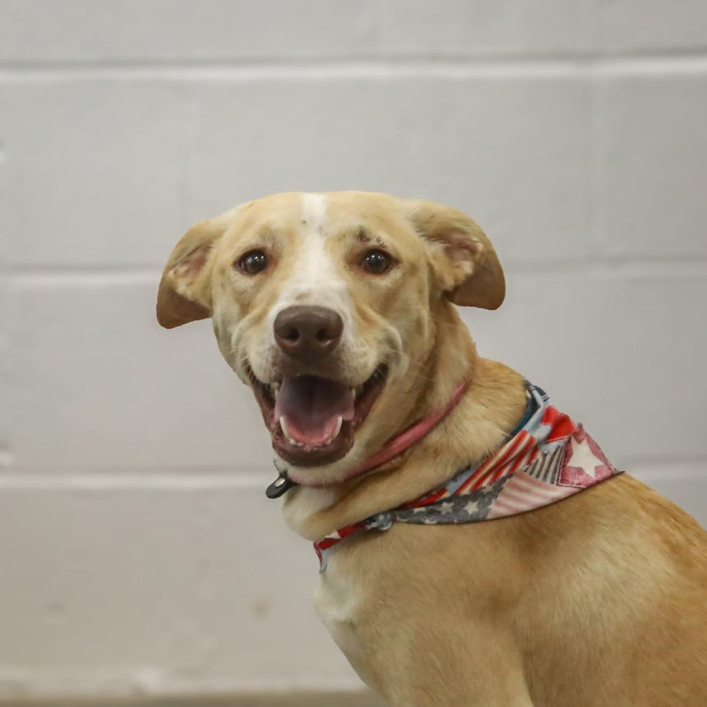 Enlarge Pink, a Adoptable mixed breed in Madisonville, KY image 3/4