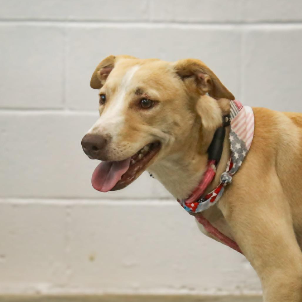 Enlarge Pink, a Adoptable mixed breed in Madisonville, KY image 4/4