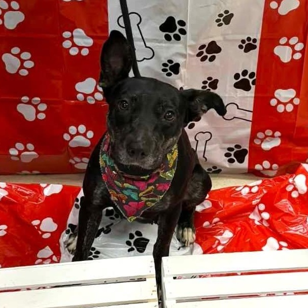 Enlarge Winter, an adoptable mixed breed in Parma, OH image 1/1