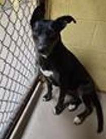 Winter, adoptable, Young Female Cattle Dog.