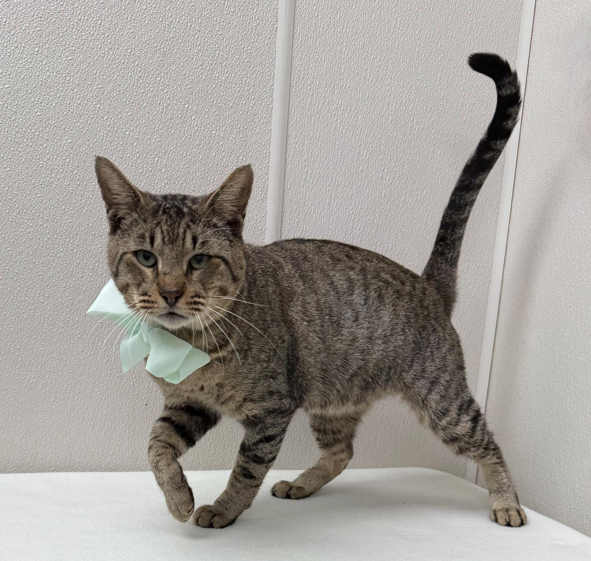 Enlarge Lennon, an adopted Tabby in Mesquite, TX image 1/1