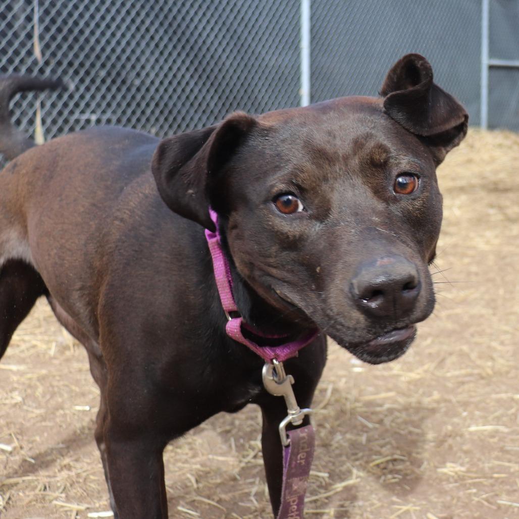 Sally, Adoptable, Adult Female Labrador Retriever & Mixed Breed.