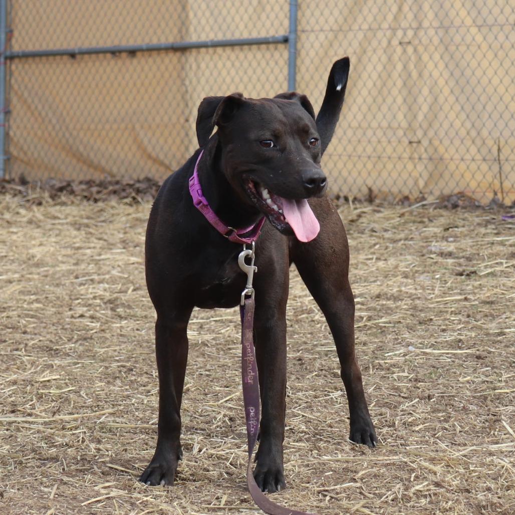 Sally, a Adoptable mixed breed in Springfield, IL image 2/3