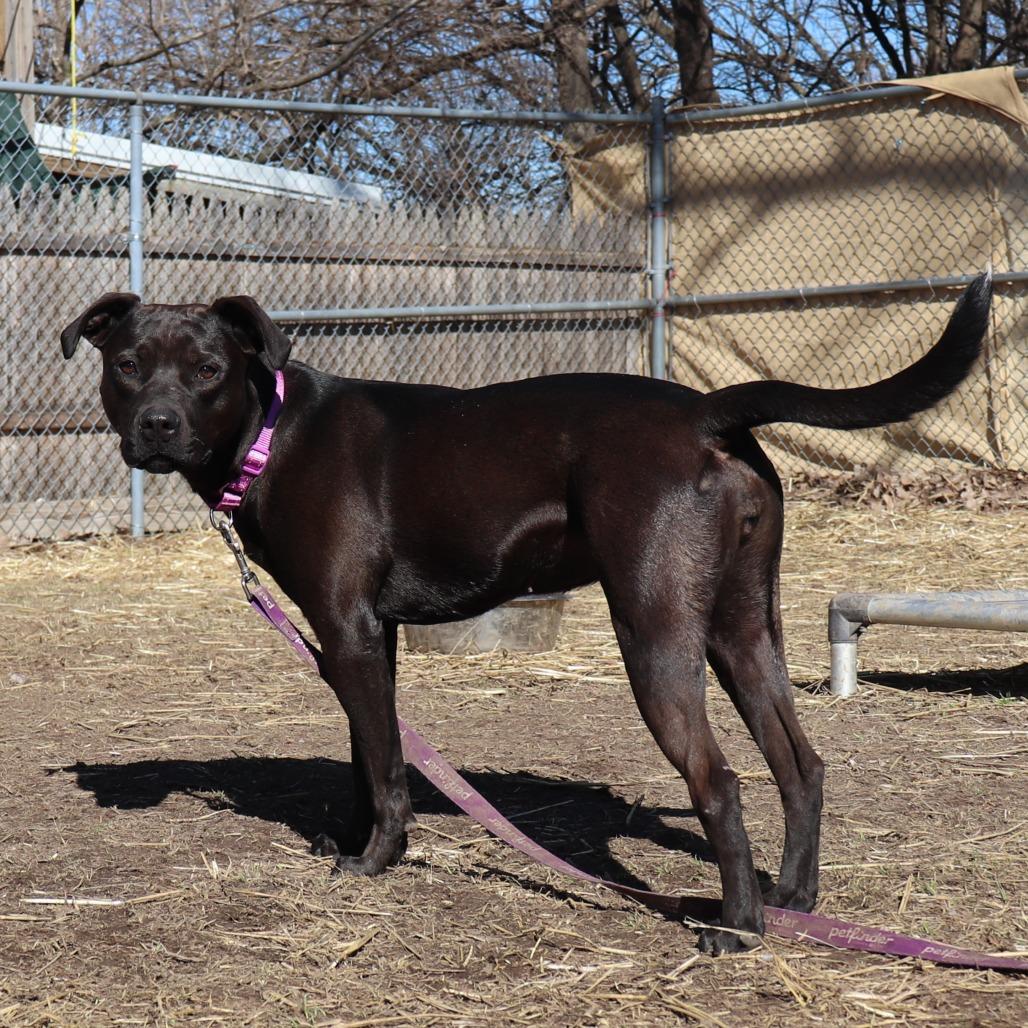 Sally, a Adoptable mixed breed in Springfield, IL image 3/3