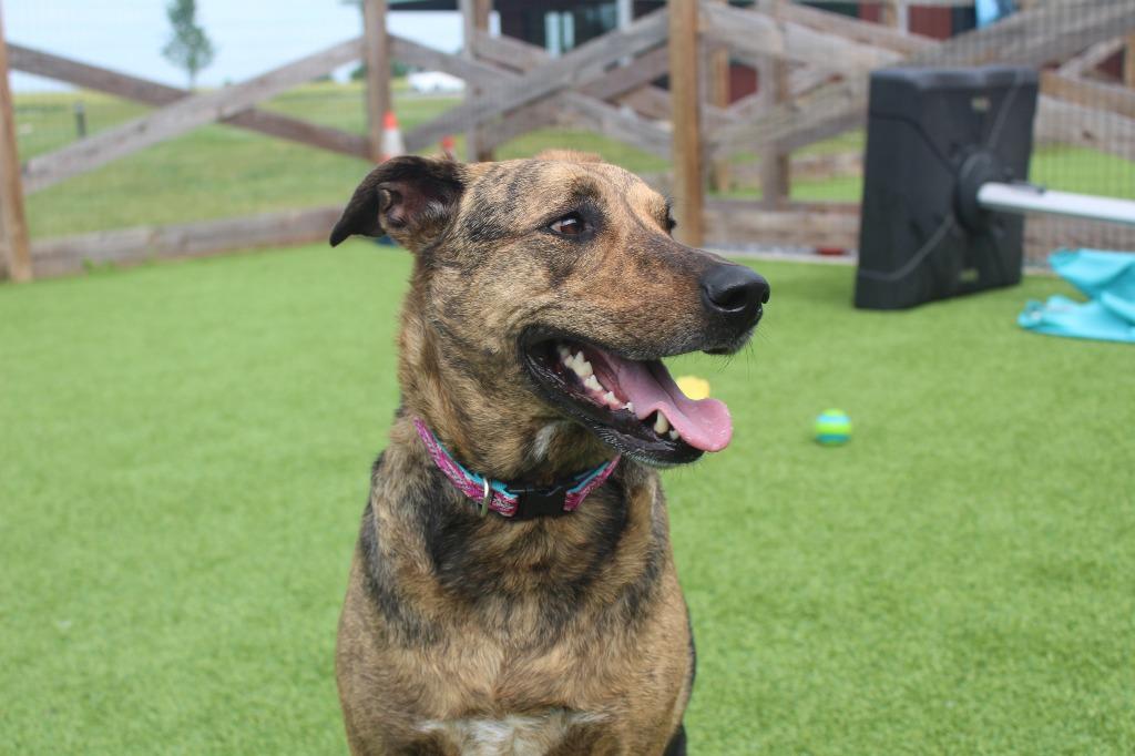 Riley, a ADOPTABLE mixed breed in Chestertown, MD image 3/4