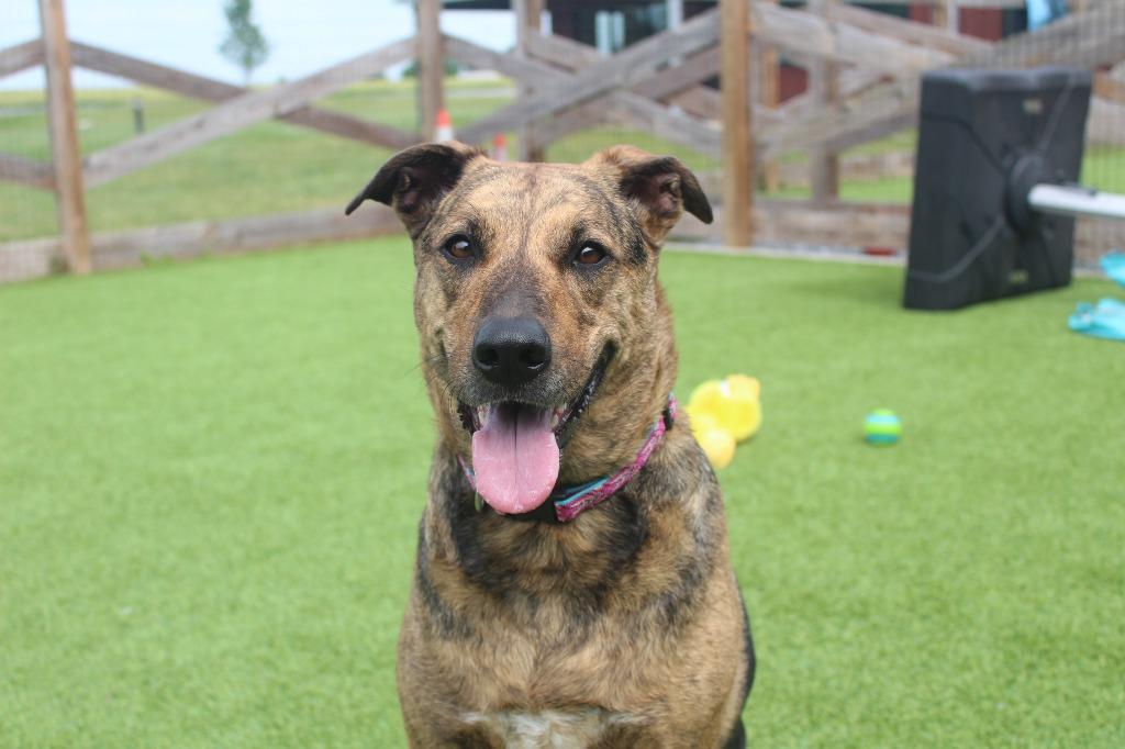 Riley, a ADOPTABLE mixed breed in Chestertown, MD image 2/4