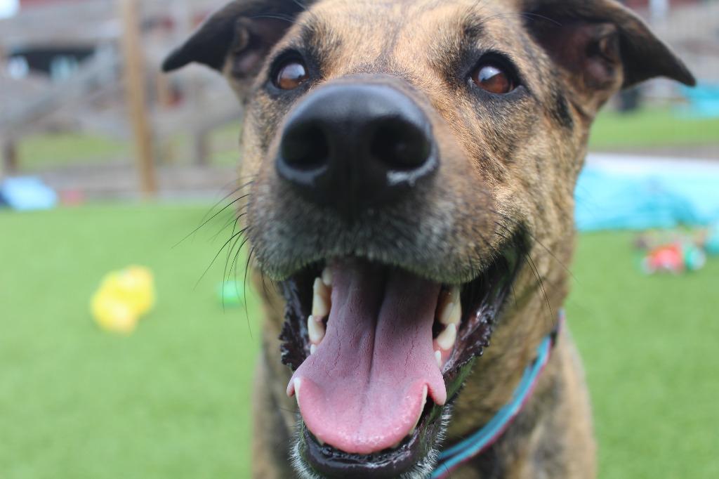 Riley, a ADOPTABLE mixed breed in Chestertown, MD image 1/4