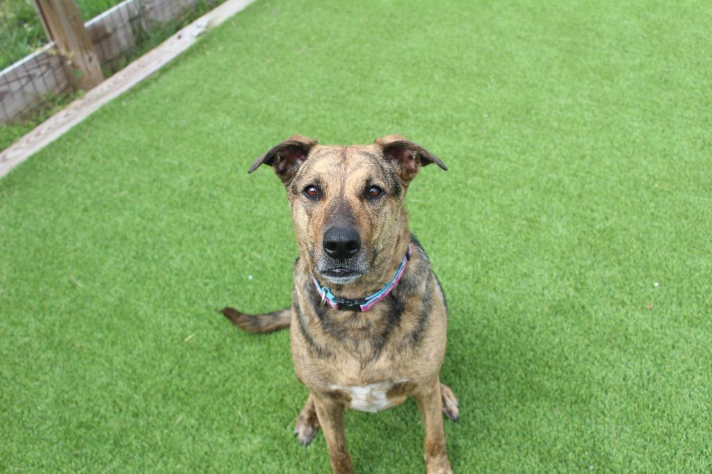 Riley, a ADOPTABLE mixed breed in Chestertown, MD image 4/4