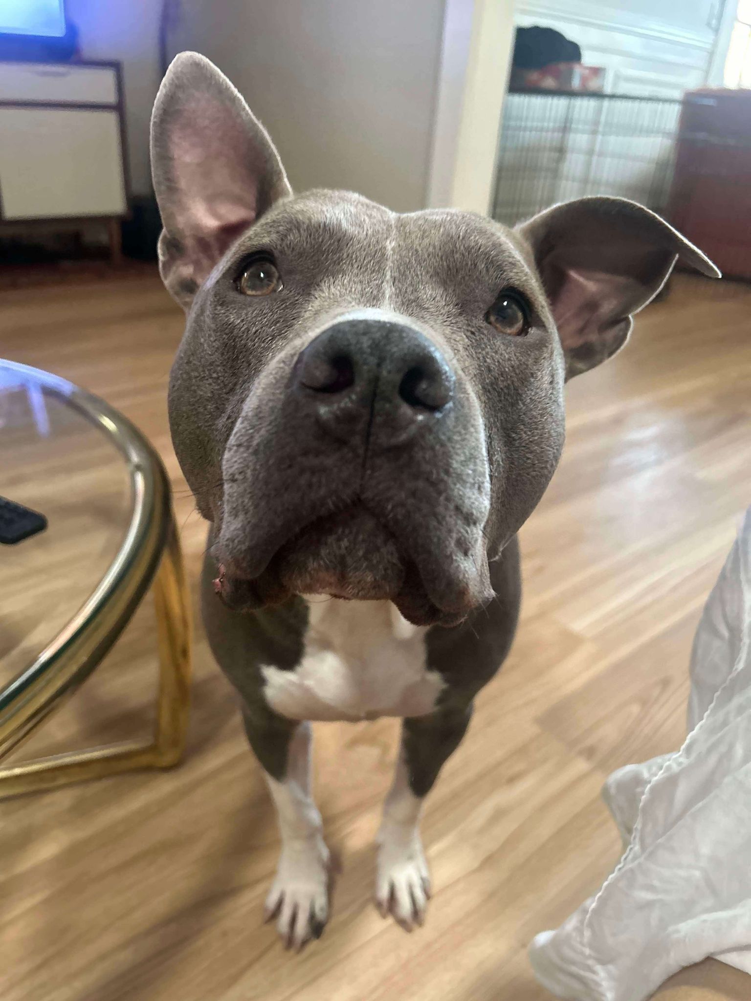 Enlarge Loki (20230515-01), a Adoptable mixed breed in ST CATHARINES, ON image 6/6