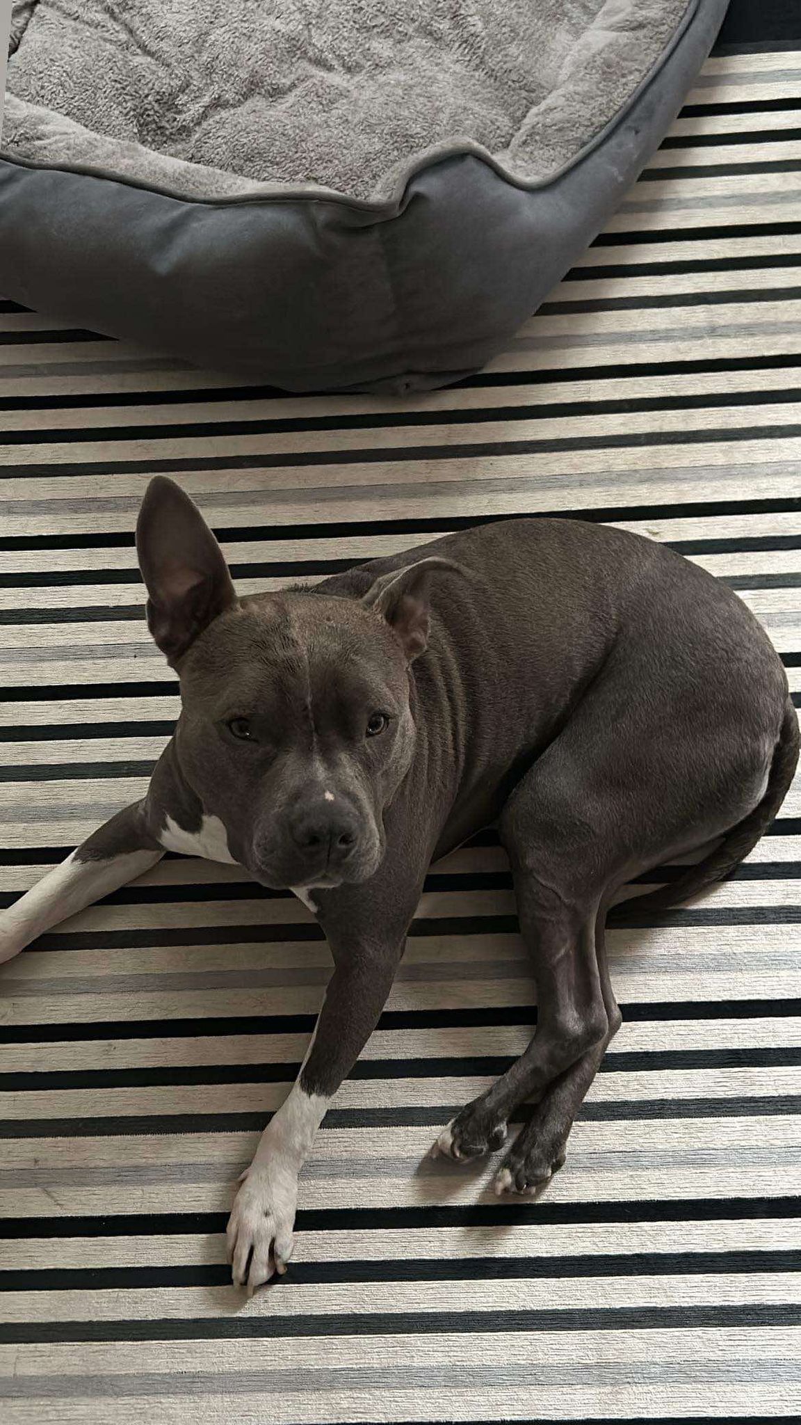 Enlarge Loki (20230515-01), a Adoptable mixed breed in ST CATHARINES, ON image 5/6