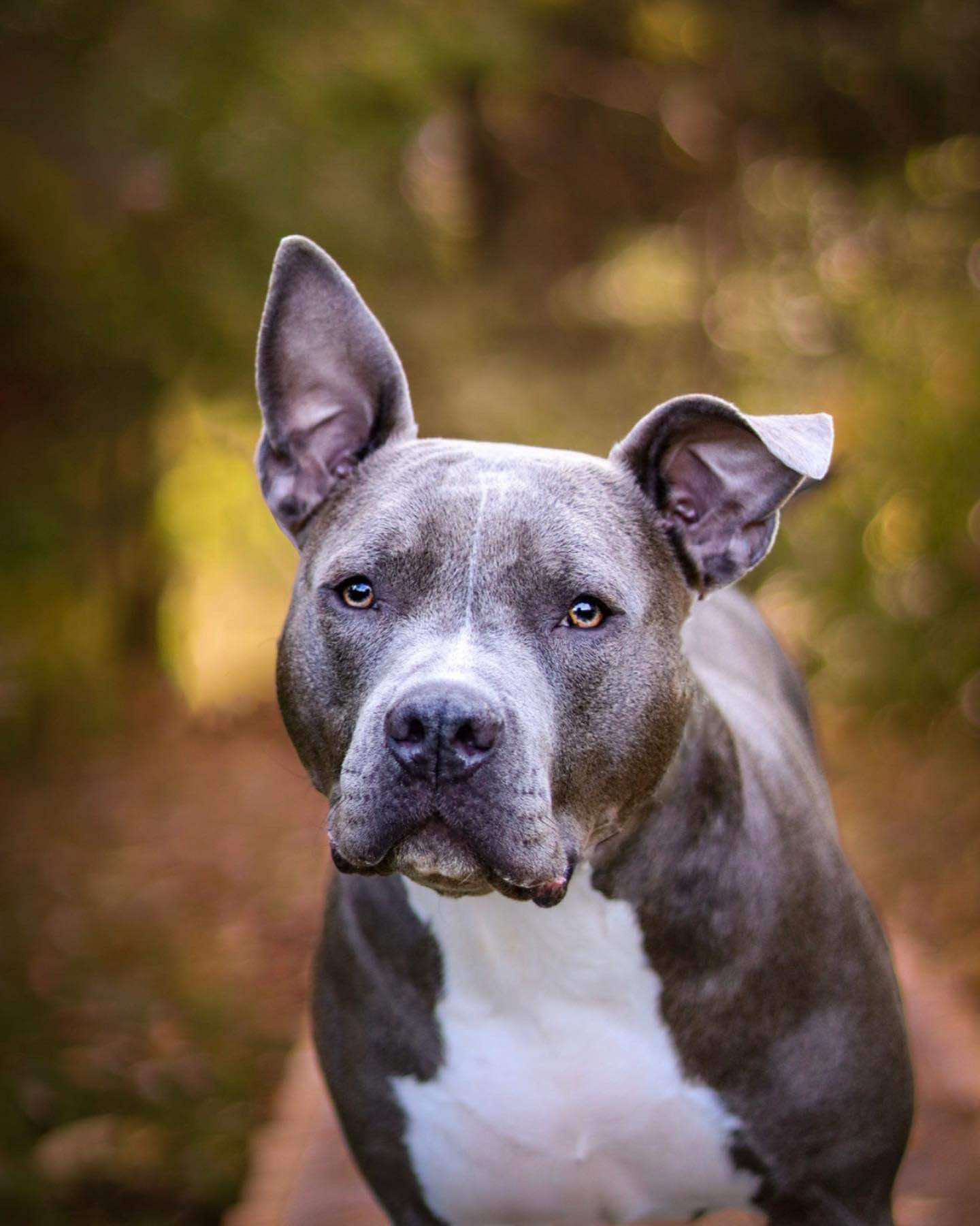 Enlarge Loki (20230515-01), a Adoptable mixed breed in ST CATHARINES, ON image 1/6