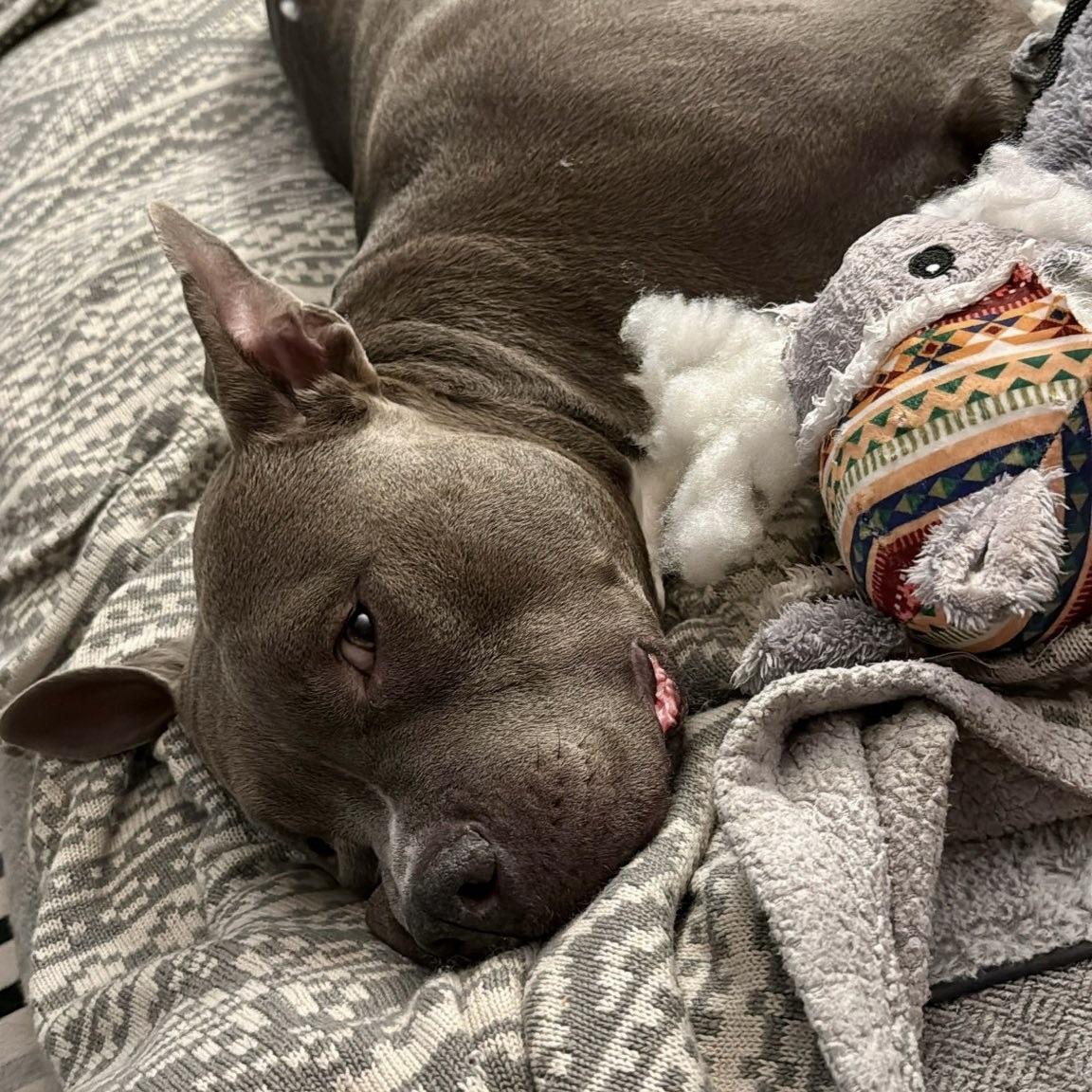 Loki (20230515-01) — thumbnail 2