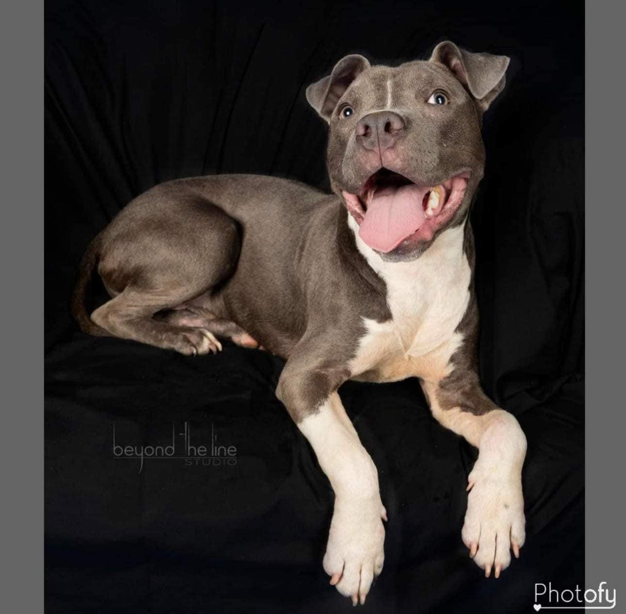 Enlarge Loki (20230515-01), a Adoptable mixed breed in ST CATHARINES, ON image 4/6