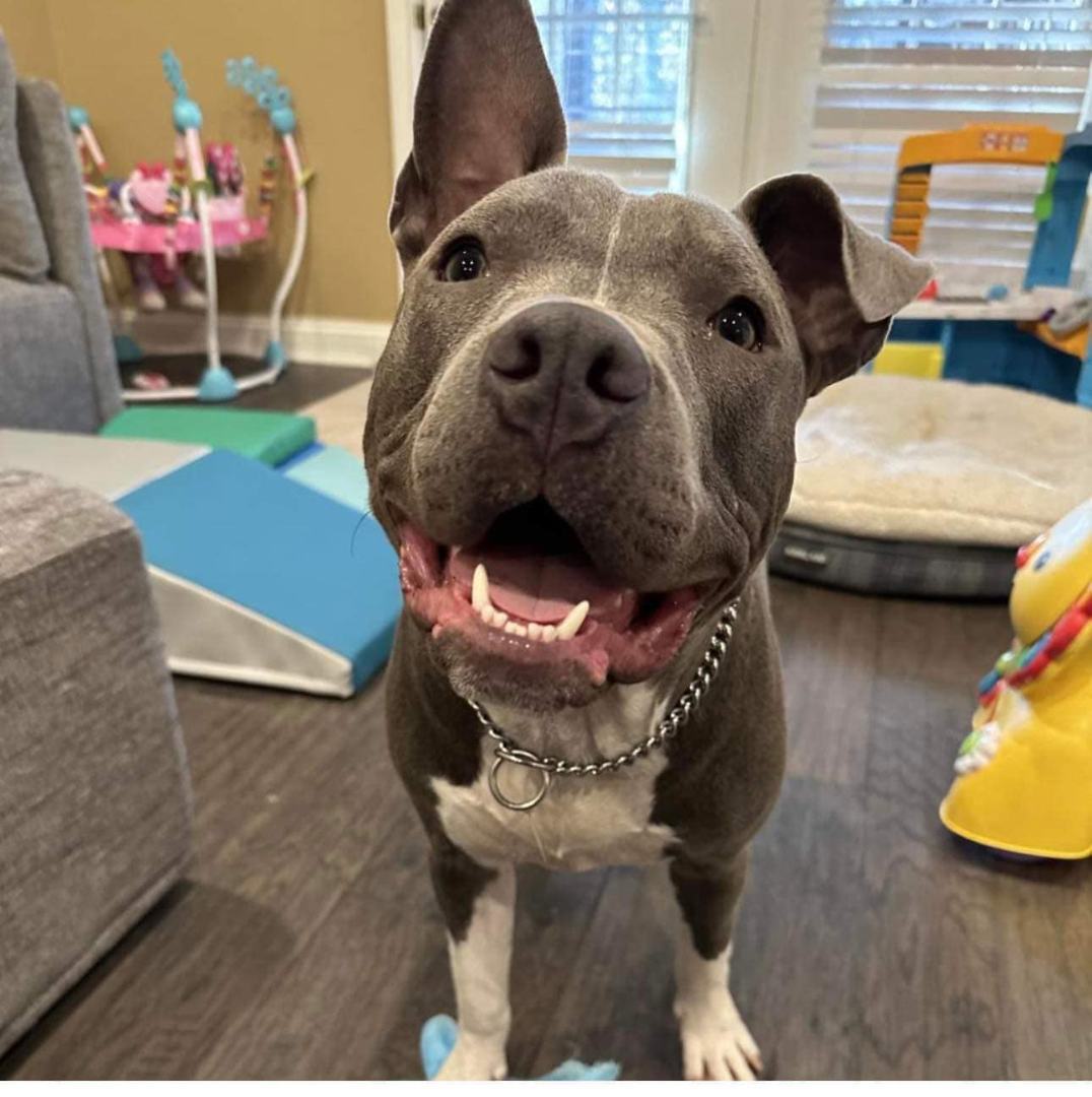 Enlarge Loki (20230515-01), a Adoptable mixed breed in ST CATHARINES, ON image 3/6