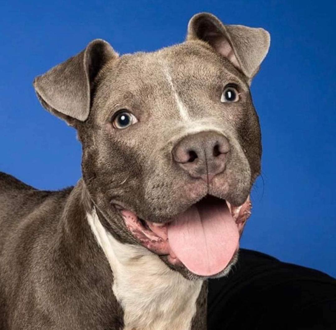 Enlarge Loki (20230515-01), a Adoptable mixed breed in ST CATHARINES, ON image 2/6