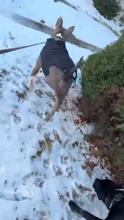 Enlarge Loki (20230515-01), a Adoptable American Bulldog in ST CATHARINES, ON video 6/6