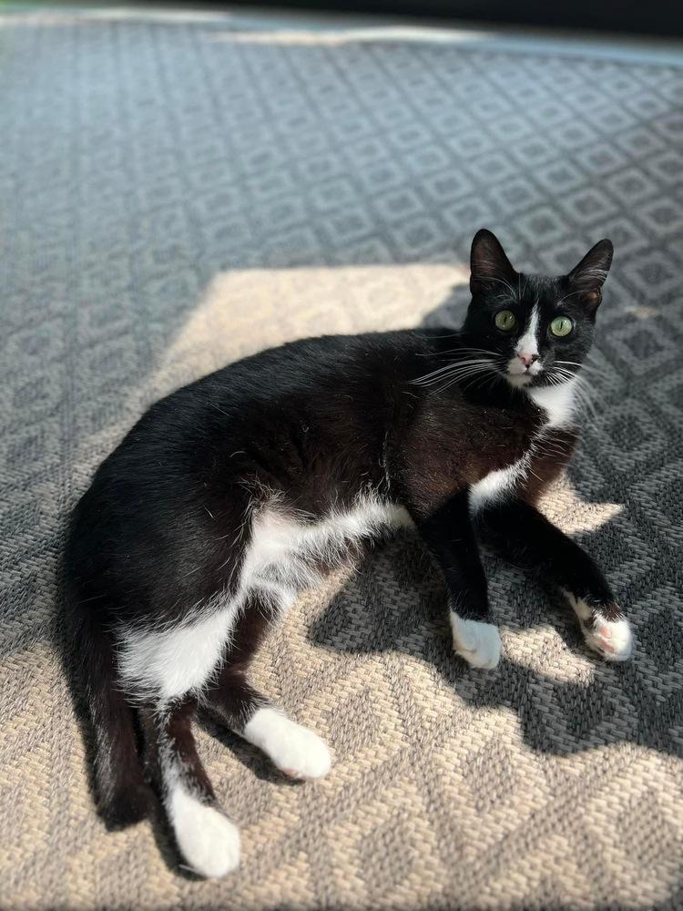 Cruella, Adoptable, Young Female Bombay & Domestic Short Hair.