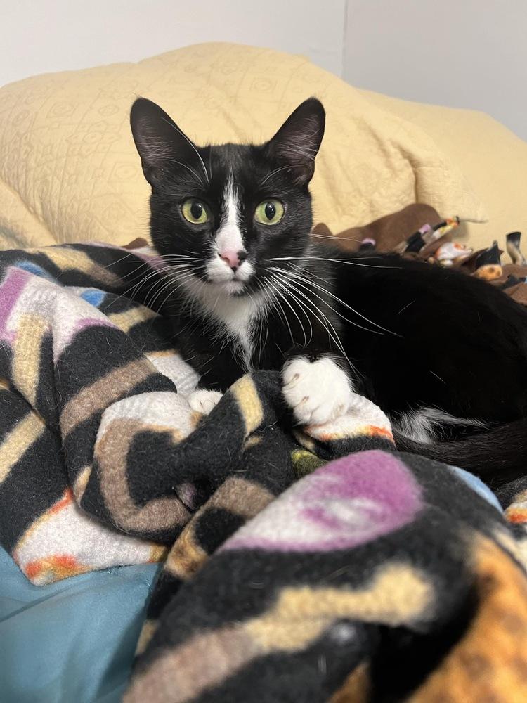 Enlarge Cruella, a Adoptable mixed breed in Poplar Grove, IL image 2/6