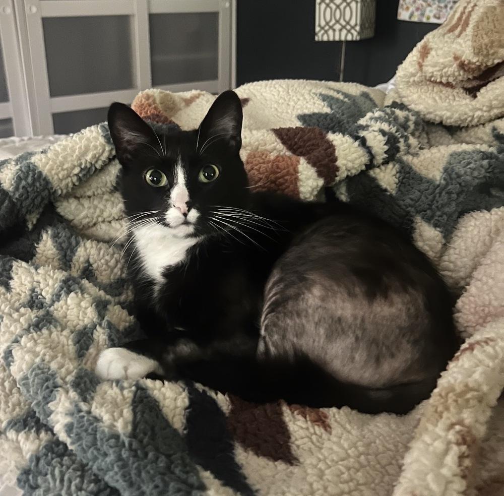 Enlarge Cruella, a Adoptable mixed breed in Poplar Grove, IL image 1/5