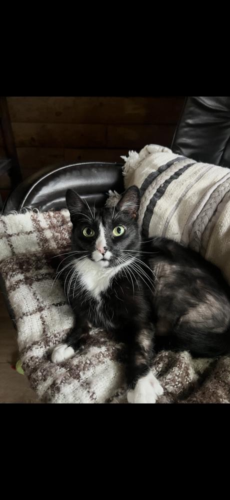 Enlarge Cruella, a Adoptable mixed breed in Poplar Grove, IL image 2/5