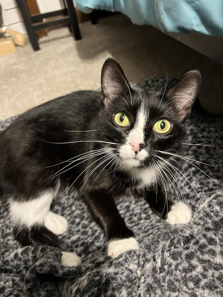 Enlarge Cruella, a Adoptable mixed breed in Poplar Grove, IL image 4/6