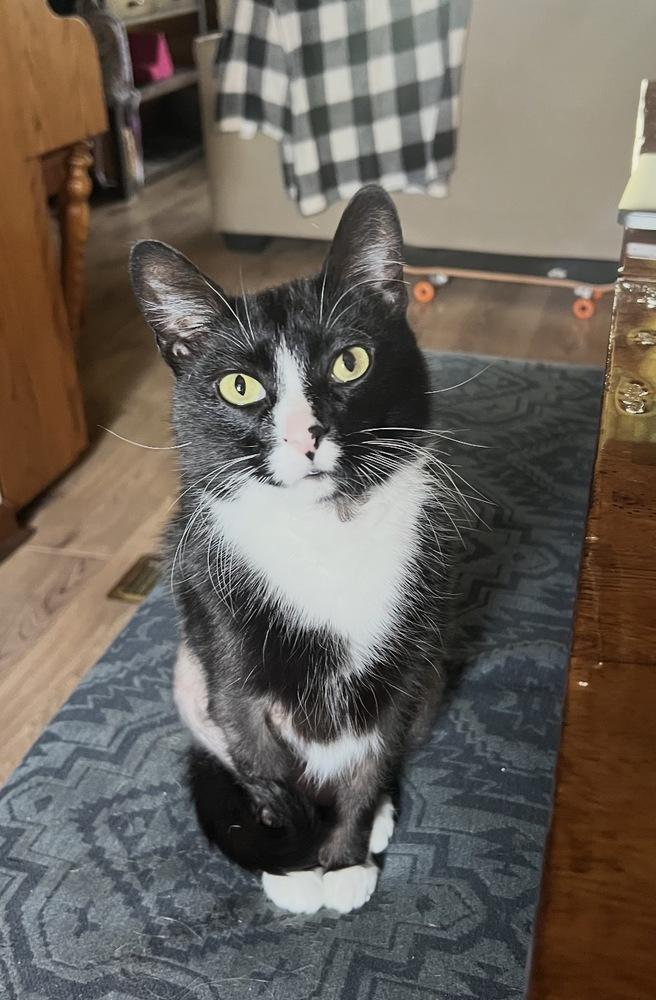 Enlarge Cruella, a Adoptable mixed breed in Poplar Grove, IL image 4/5