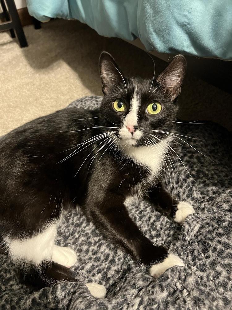 Enlarge Cruella, a Adoptable mixed breed in Poplar Grove, IL image 5/6