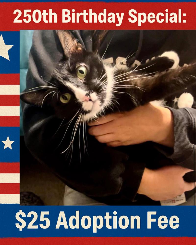 Enlarge Cruella, a Adoptable mixed breed in Poplar Grove, IL image 5/5