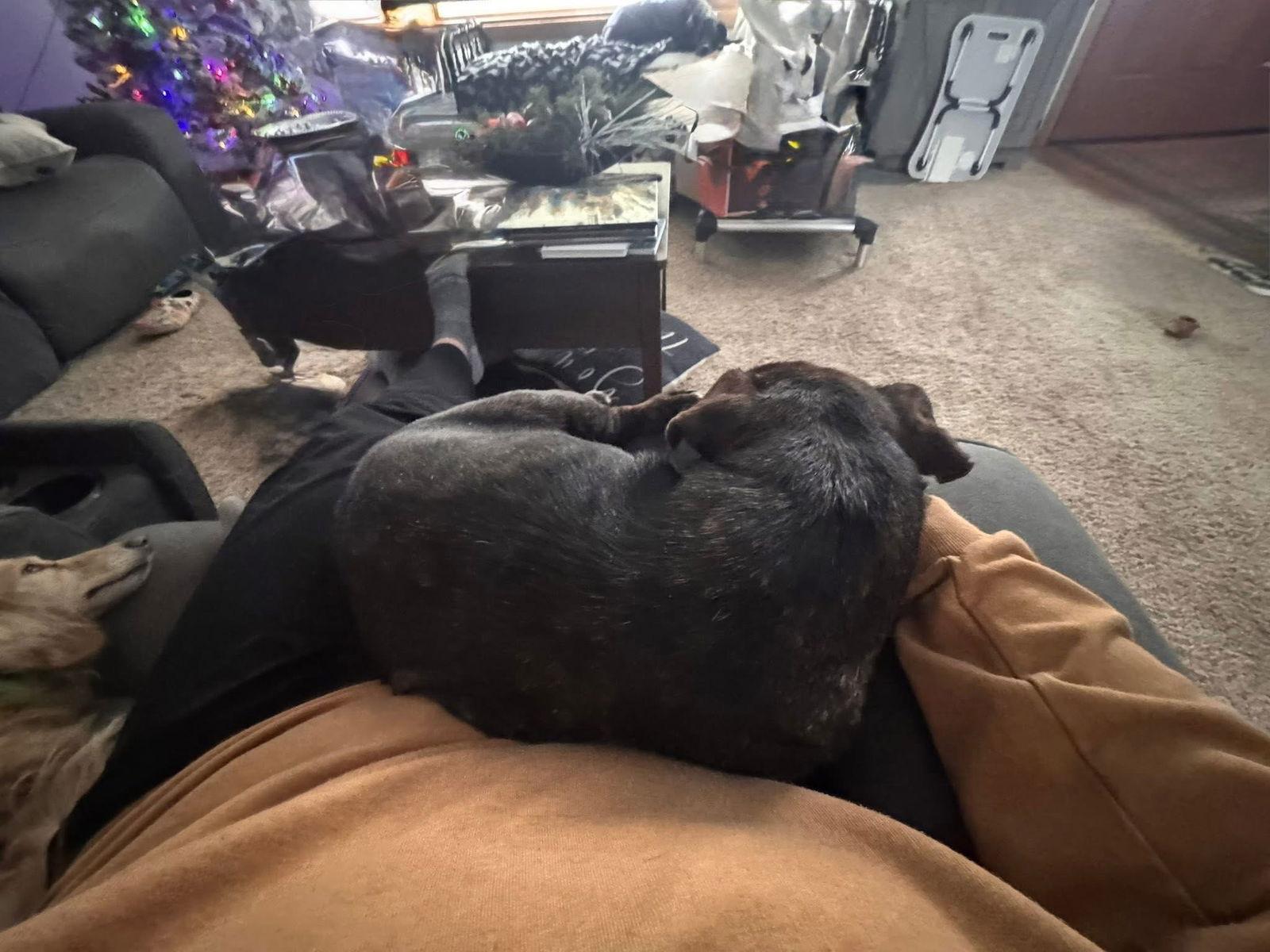 Rocko, a Adoptable Labrador Retriever in New London, WI image 1/3