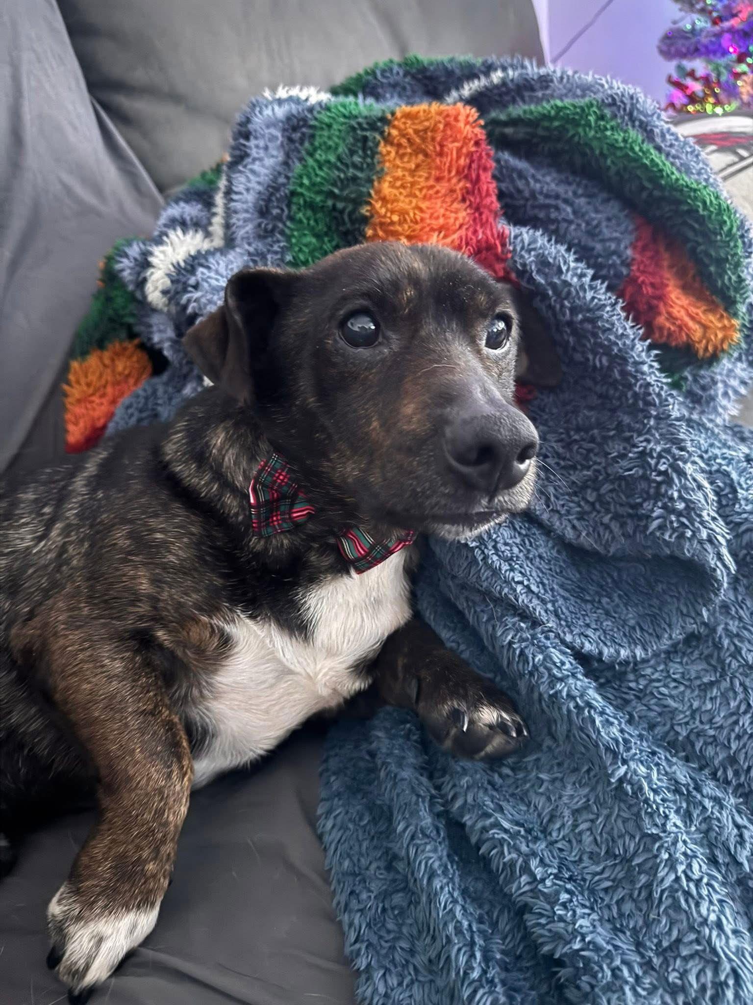 Rocko, Adoptable, Adult Male Labrador Retriever.