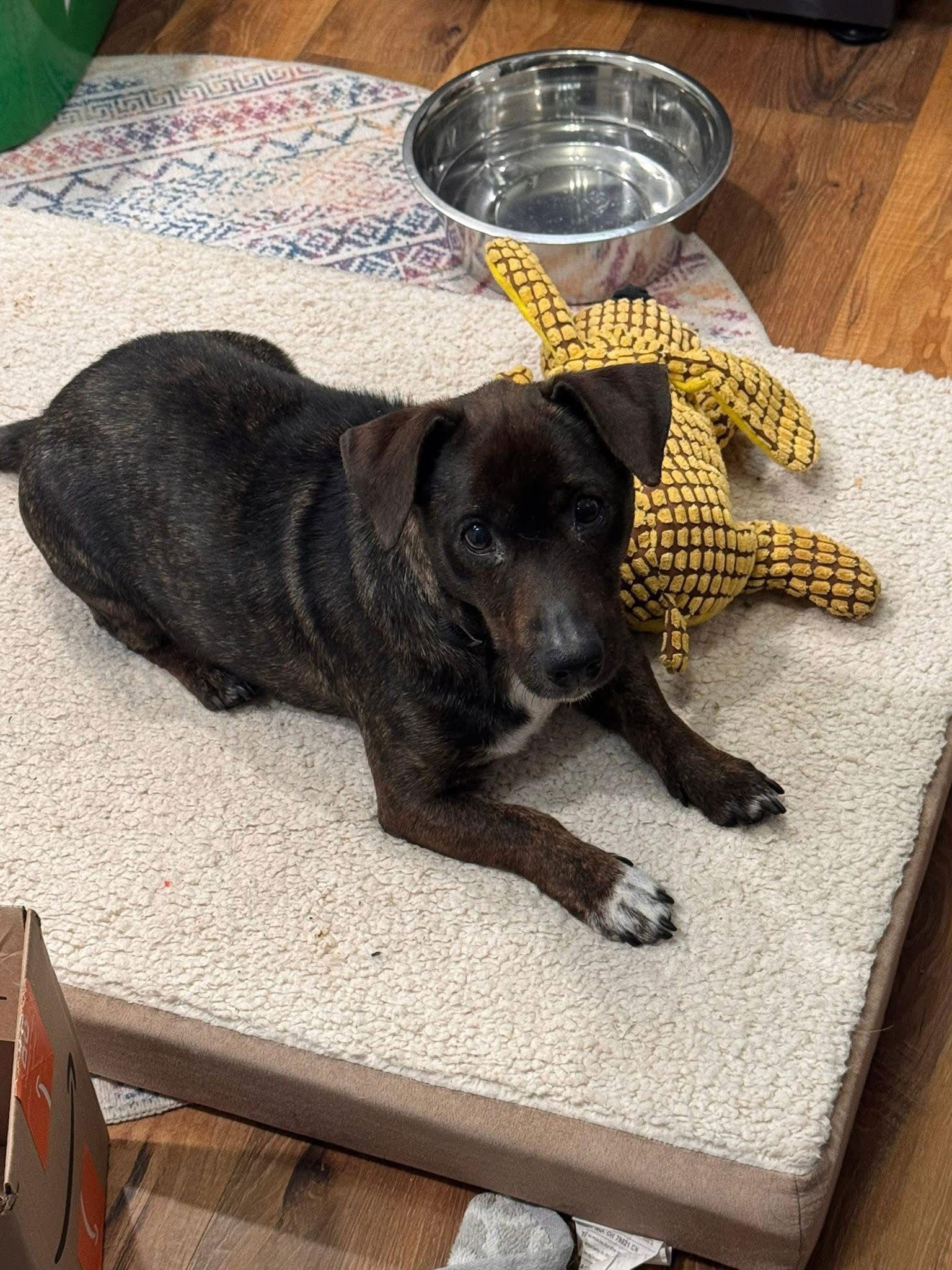 Rocko, a Adoptable Labrador Retriever in New London, WI image 3/3