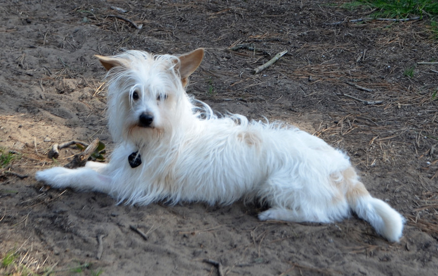Archie, a Adopted mixed breed in San Francisco, CA image 1/6