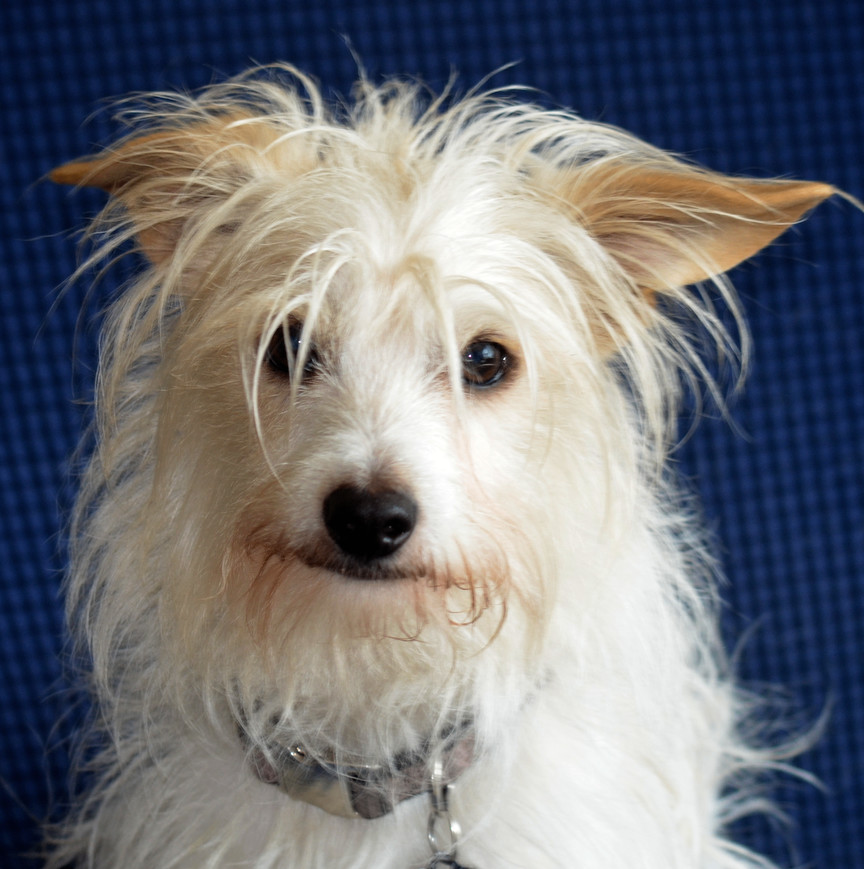 Archie, a Adopted mixed breed in San Francisco, CA image 2/6