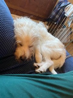 Archie, a Adopted mixed breed in San Francisco, CA image 3/6